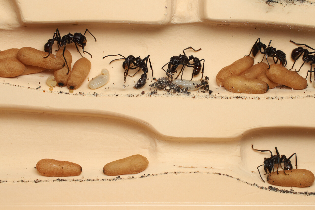 パラポネラ増築！そして産卵数増加！ : ありんこ日記 AntRoom