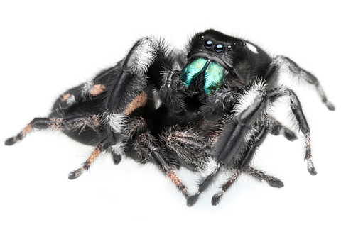 リーガルジャンピングスパイダーの交接