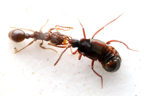 �ϥ�������Υ��ϥͥ�����