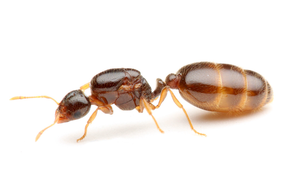 ヒアリと微生物 – ヒアリはどうやっているのか _ ヒアリ─日常生活を侵食する赤色の脅威─ – WIUTT