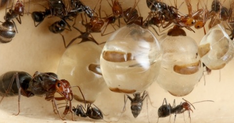 �ߥĥĥܥ���