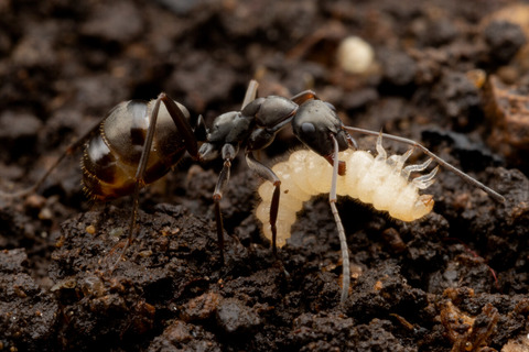 �ϥ�������Υ��ϥͥ�����