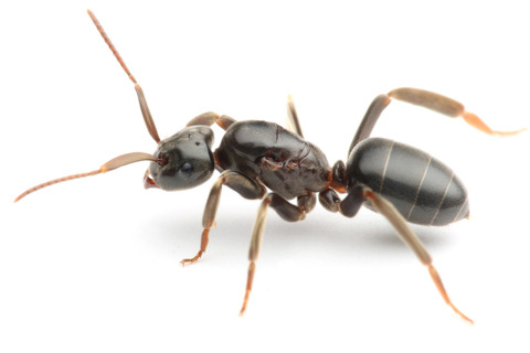 �ƥ�˥���������