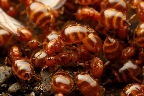 キイロシリアゲアリ