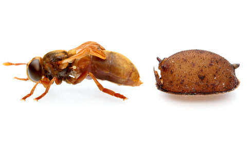 ���ӥʥ������ʥ�����������餹���ꥹ����