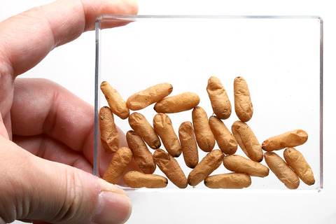 �ѥ�ݥͥ�ε������