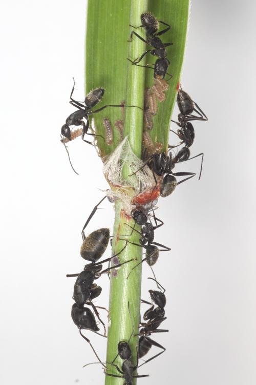 アリの巣に入ったクロシジミ ありんこ日記 Antroom