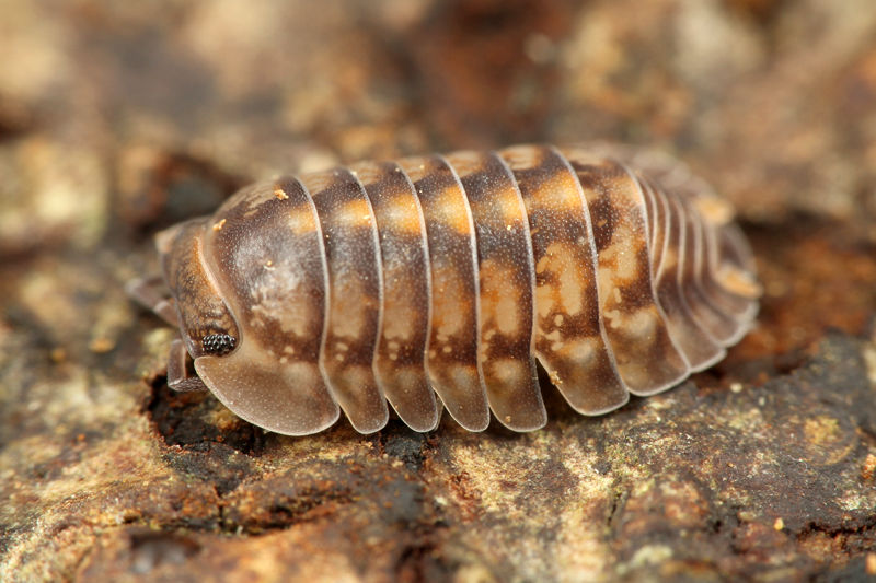初めて出会ったネッタイコシビロダンゴムシ ありんこ日記 Antroom 初めて出会ったネッタイコシビロダンゴムシ ありんこ日記 Antroom