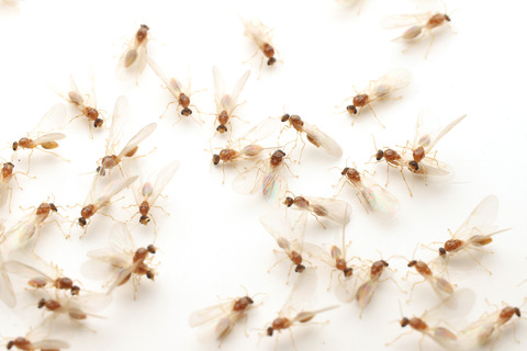 キイロシリアゲアリ