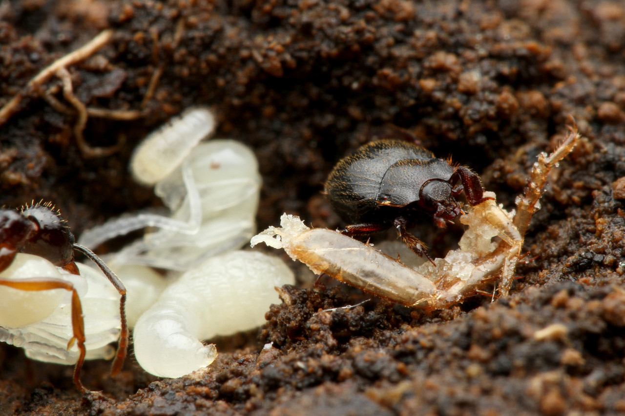 アリの巣で暮らすクロアリヅカエンマムシ ありんこ日記 Antroom