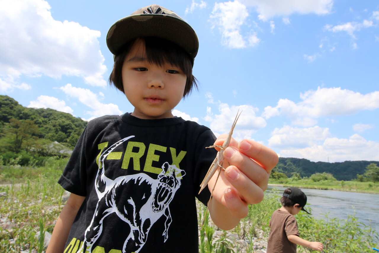 東京の河原でバッタ探し ありんこ日記 Antroom