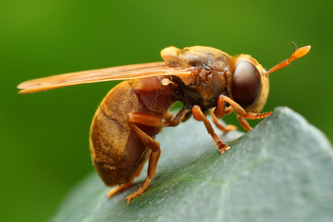 ���ӥʥ������ʥ�����������餹���ꥹ����