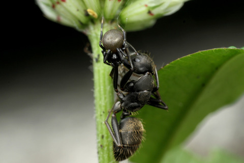 ボカシミジングモ