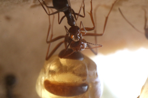 �ߥĥĥܥ���