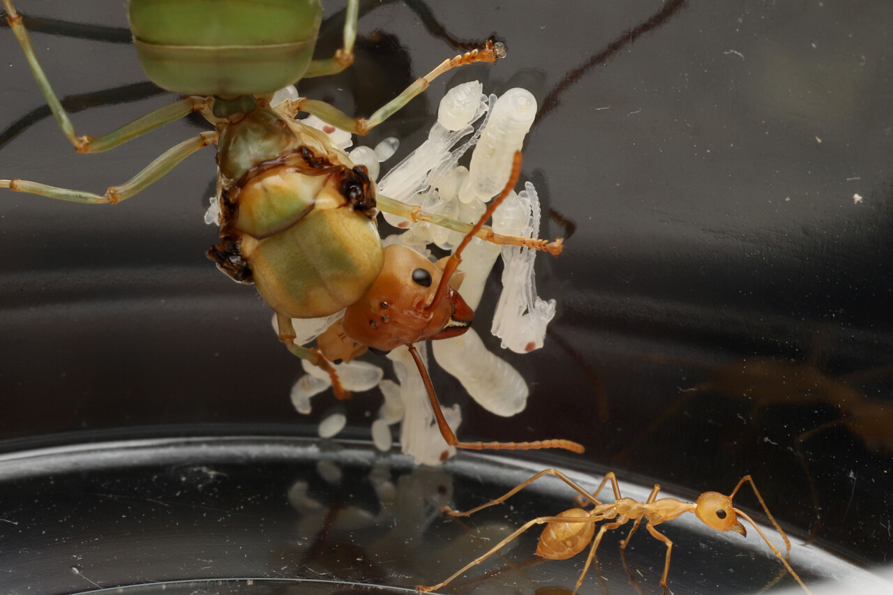 ツムギアリ、パラポネラ、アピカリスオオハリアリ入荷 : ありんこ日記