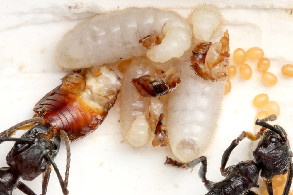 パラポネラの幼虫が食べるもの ありんこ日記 Antroom パラポネラの幼虫が食べるもの ありんこ日記 Antroom
