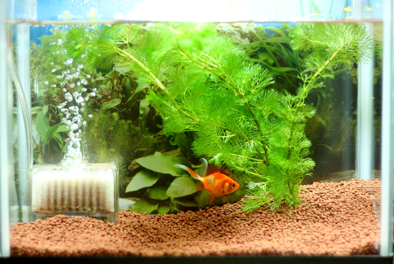 金魚を飼う ありんこ日記 Antroom 金魚を飼う ありんこ日記 Antroom