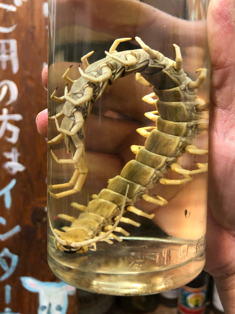 リュウジンオオムカデ酒