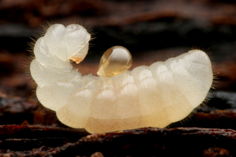 パラポネラの幼虫