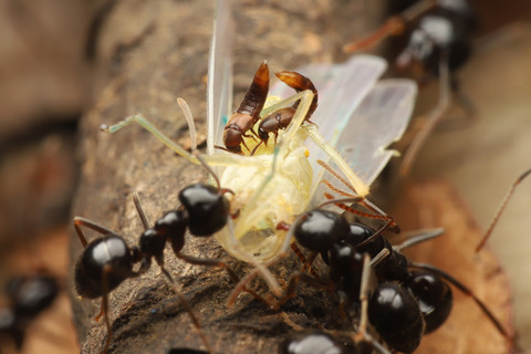 モリシタクサアリ