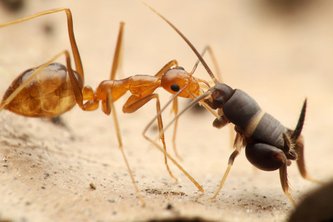 アシナガキアリとシロオビアリヅカコオロギ