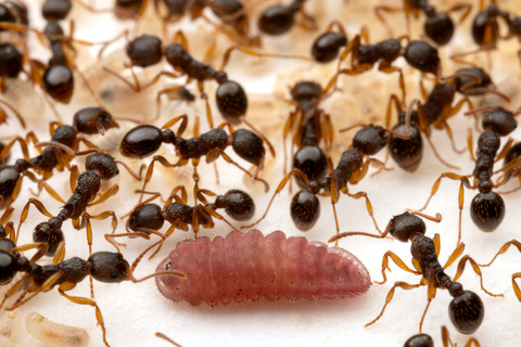 ���ޥ����ߤλ���