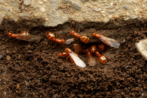 キイロシリアゲアリ