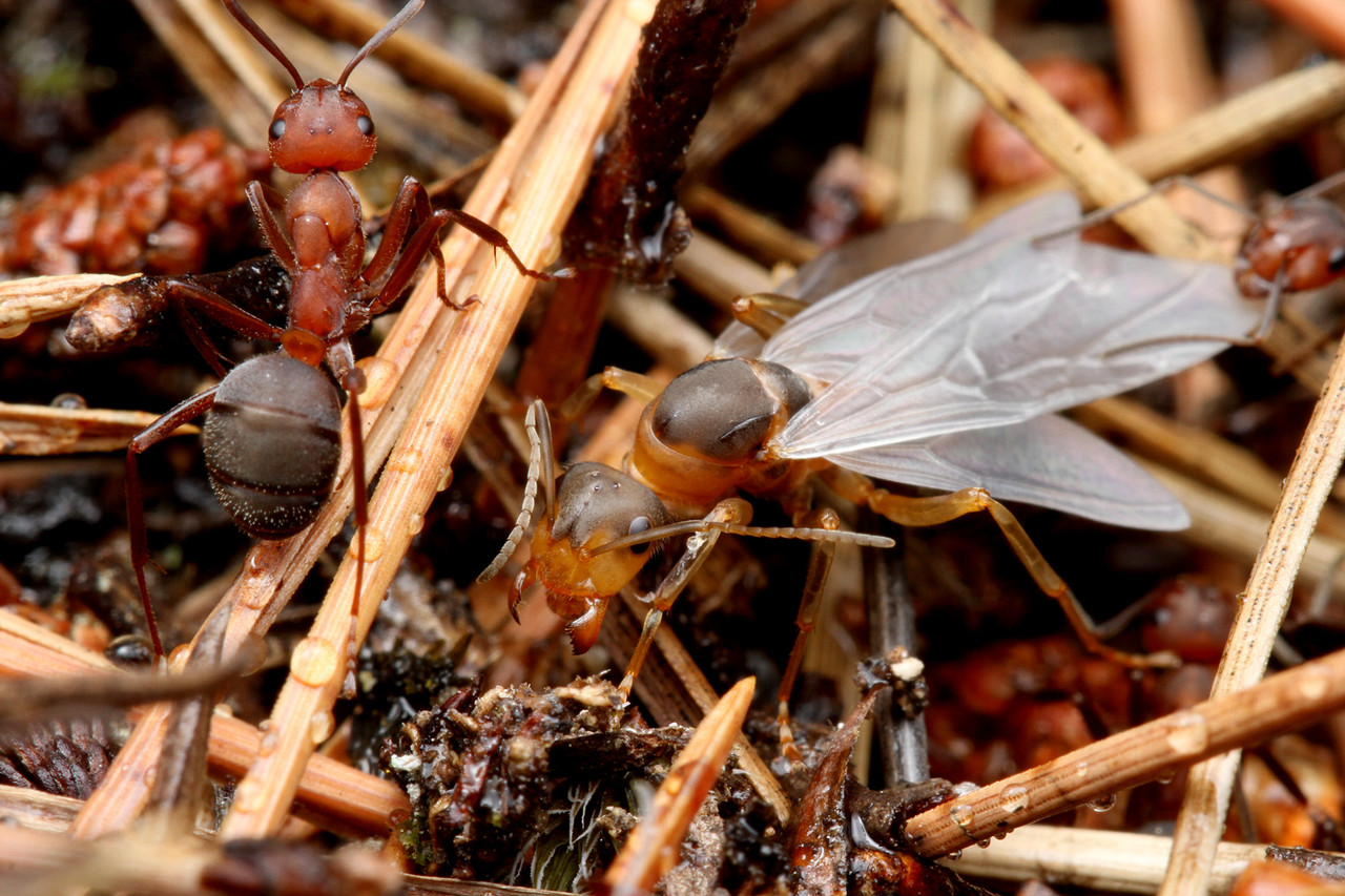 アリの巣で暮らすアカアリヅカエンマムシ : ありんこ日記 AntRoom