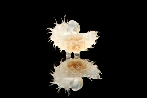 Odontomachus hastatus