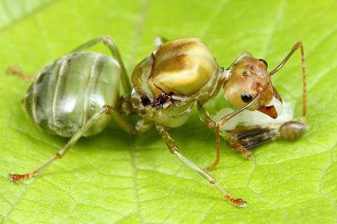 ba818620-s.jpg