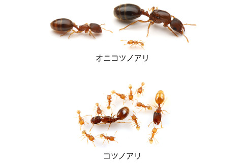 オニコツノアリとコツノアリ比較