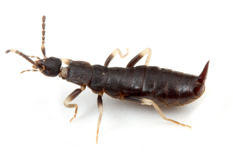 2月の石垣島 沖縄本島 その3 好蟻性ではないけどアリと同居 ありんこ日記 Antroom