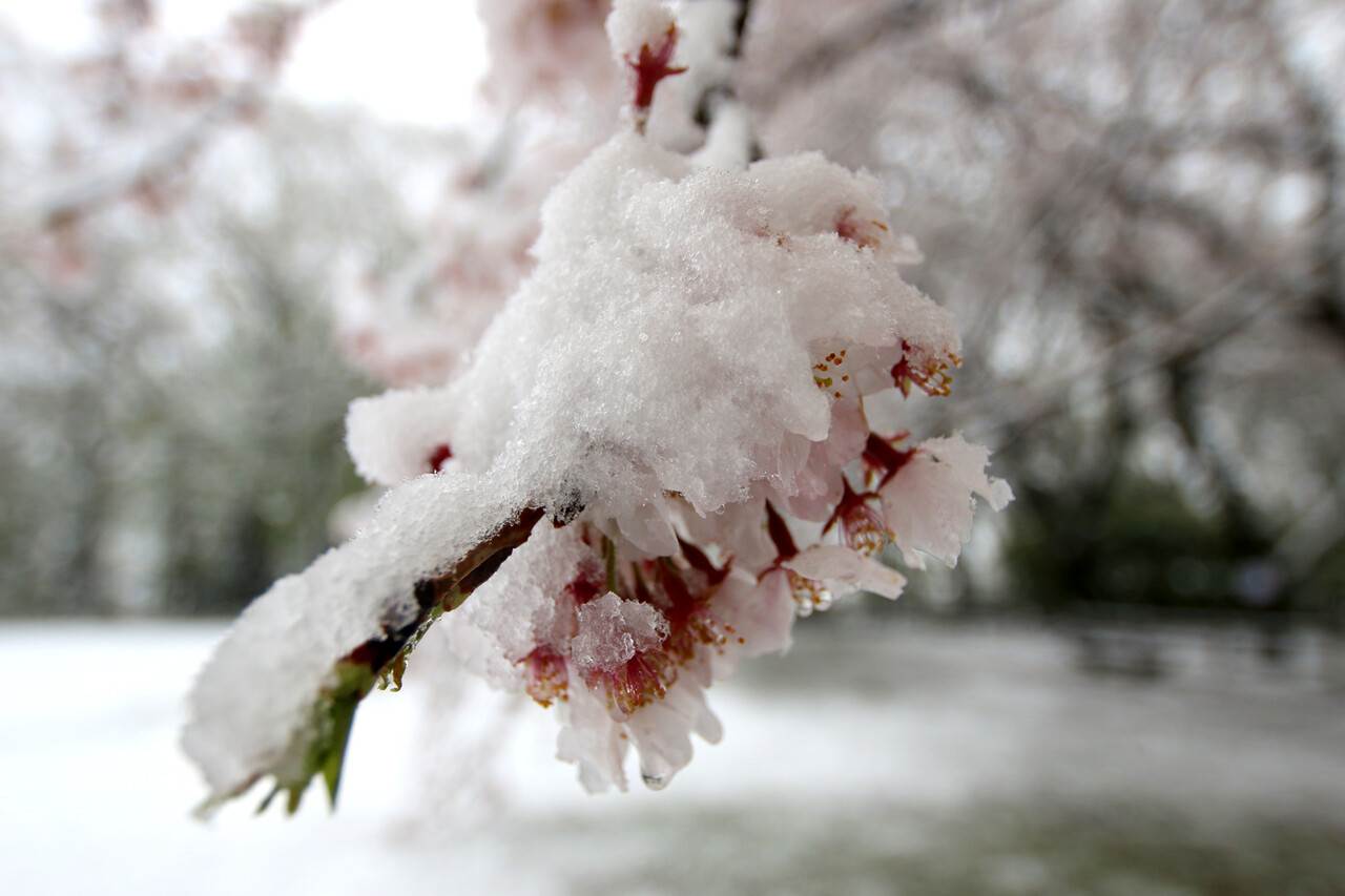 春の雪 Japaneseclass Jp