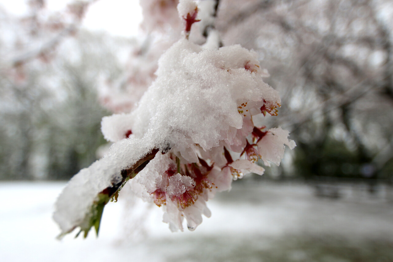 春の雪 Japaneseclass Jp 春の雪 Japaneseclass Jp