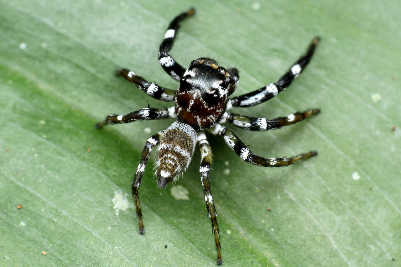 マレーシアのクモたち : ありんこ日記 AntRoom