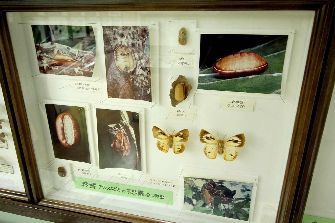 ツムギアリの巣で暮らすアリノスシジミ : ありんこ日記 AntRoom