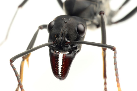 アピカリスオオハリアリ