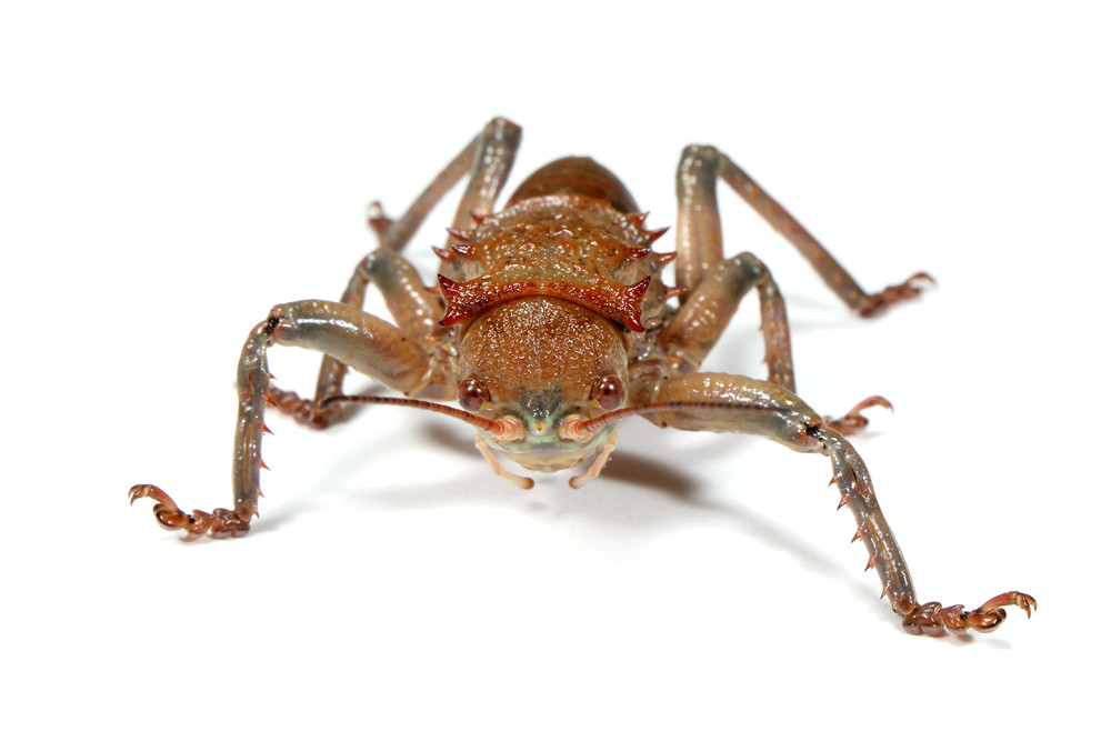 翅なし巨大コオロギ！ : ありんこ日記 AntRoom