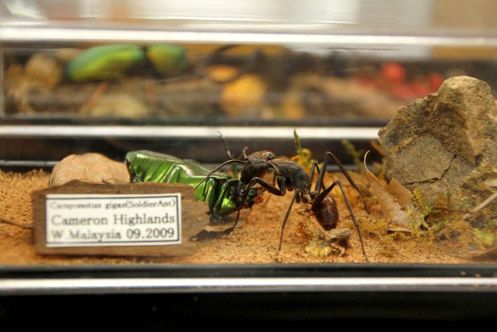 ギガスオオアリ購入 : ありんこ日記 AntRoom