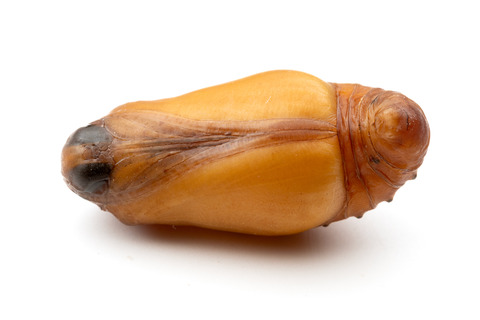 ���鲼�Ǳ����������ޥ�����