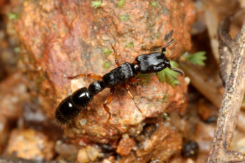 ヒサシアリ Cylindromyrmex
