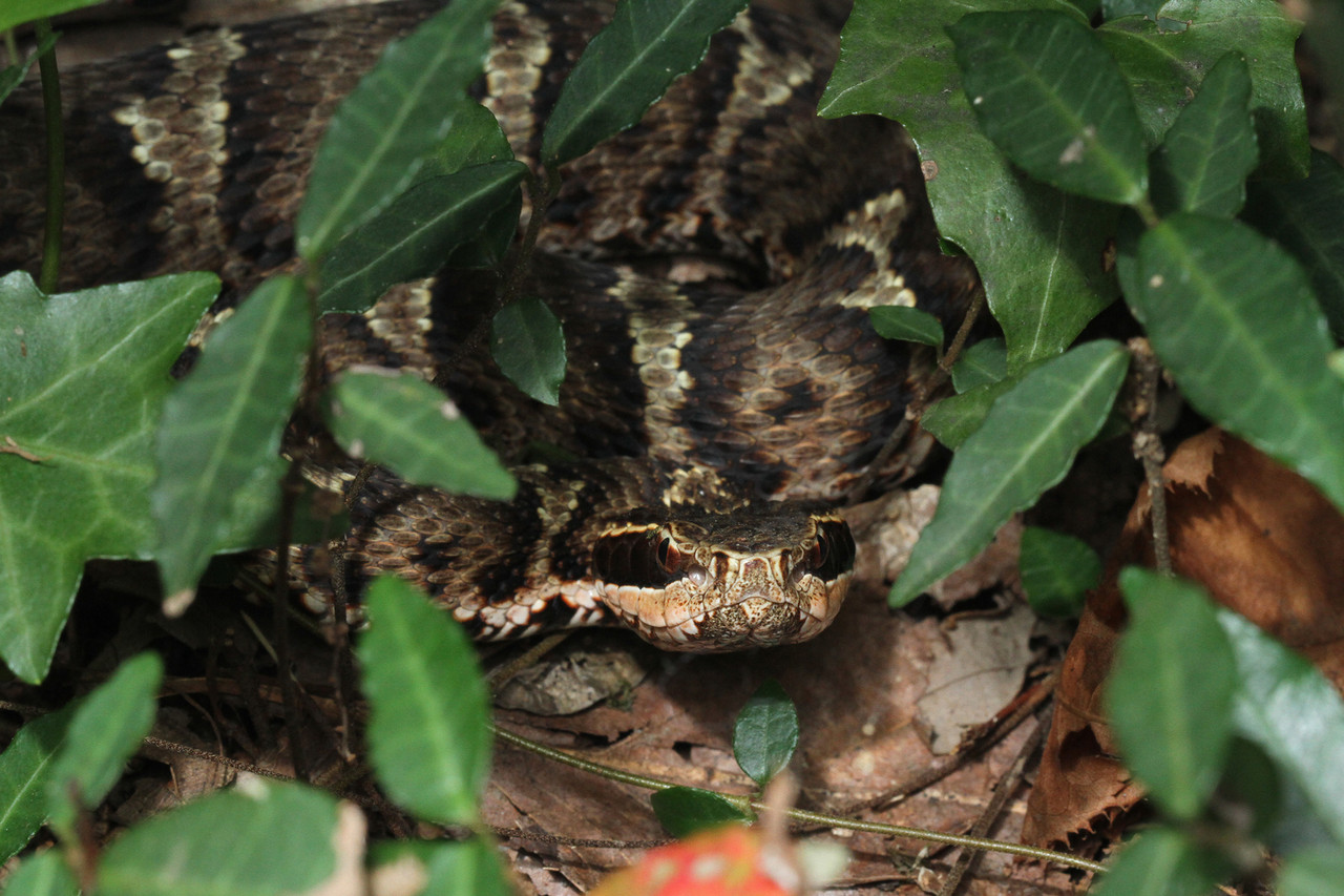油断できないマムシ ありんこ日記 Antroom