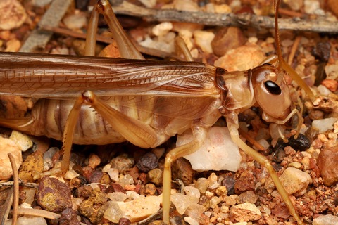 オーストラリア 乾燥地帯の生き物