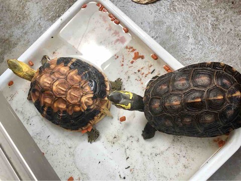 ���ޥ�ϥ�����