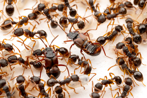 �ϥ�������Υ��ϥͥ�����