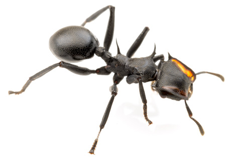 �ʥ٥֥����� Cephalotes atratus
