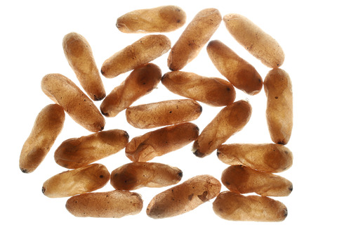 �ѥ�ݥͥ�ε������