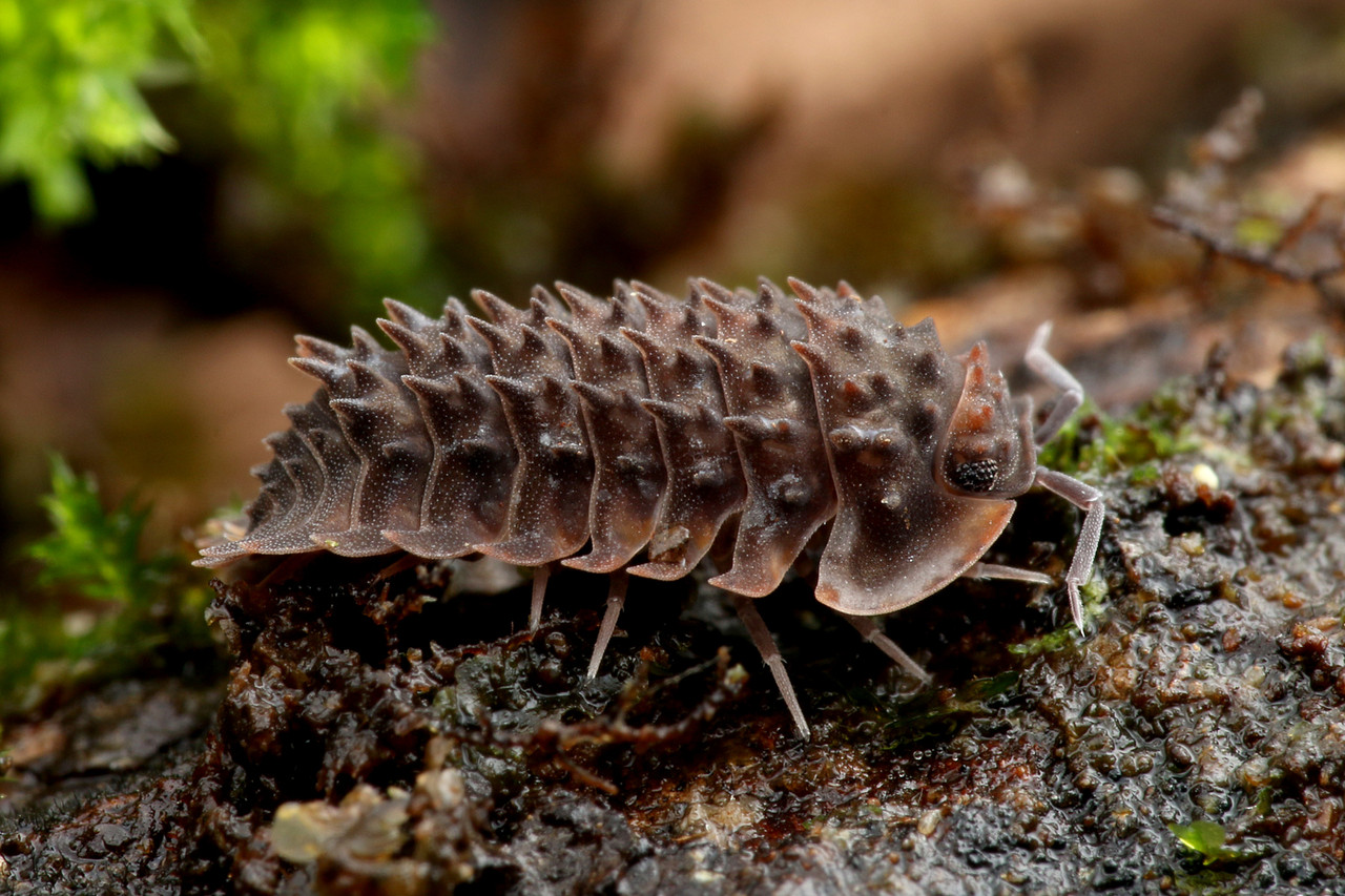 全身トゲトゲ すごいコシビロダンゴムシ ありんこ日記 Antroom