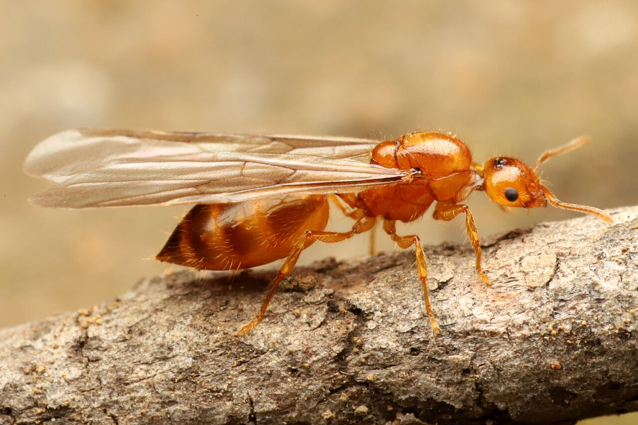 ありんこ日記 Antroom