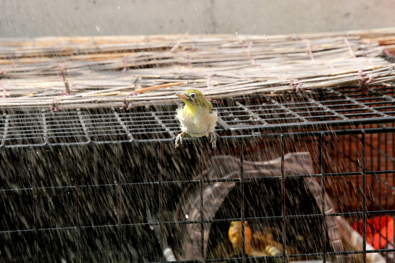 さよなら メジロの緑ちゃん ありんこ日記 Antroom